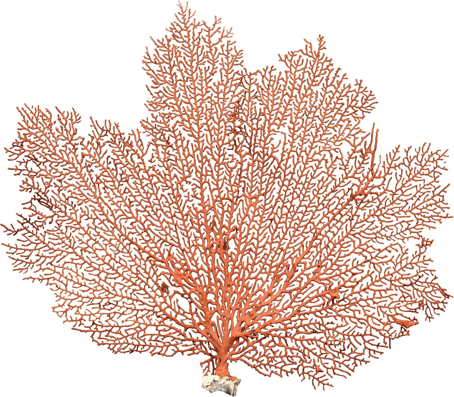 Orange Coral Sea Fan 7" to 10" - Natural Real Piece Plus Free Nautical eBook Octopus-shaped decorative fan