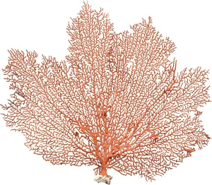 Orange Coral Sea Fan 7" to 10" - Natural Real Piece Plus Free Nautical eBook Octopus-shaped decorative fan